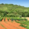 Weinanbau in der Baranja